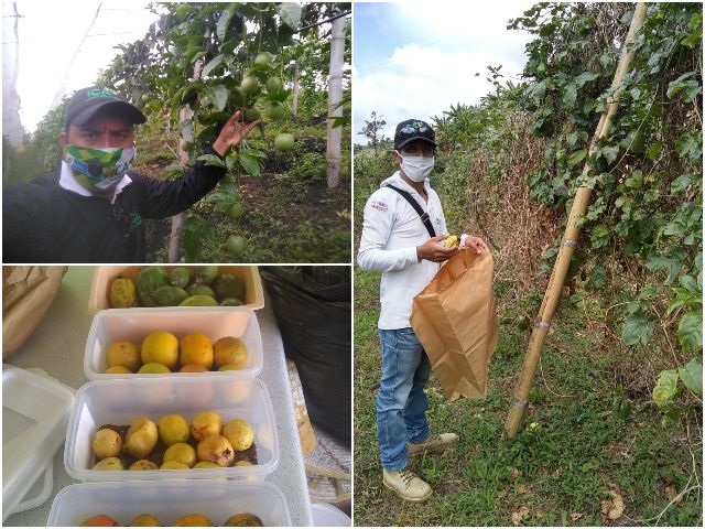 Muestreo en predios frutícolas 