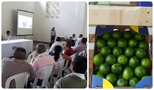 Productores de lima Tahití en Maripí, Boyacá, buscan el ingreso al mercado internacional