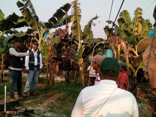 El ICA fortalece conocimientos de cultivadores del Magdalena, en producción de banano