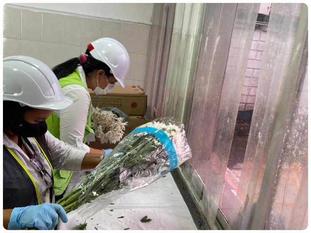 Inspección de flores en la Sociedad Portuaria Regional de Buenaventura.