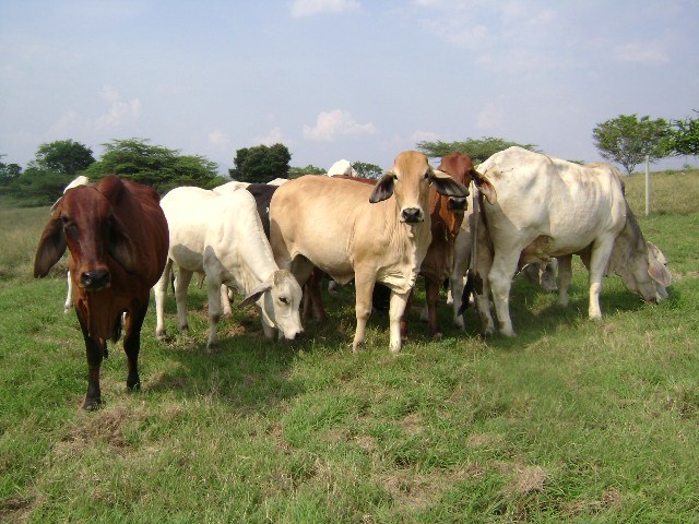ICA invita a vacunar contra la fiebre aftosa, brucelosis y rabia bovina