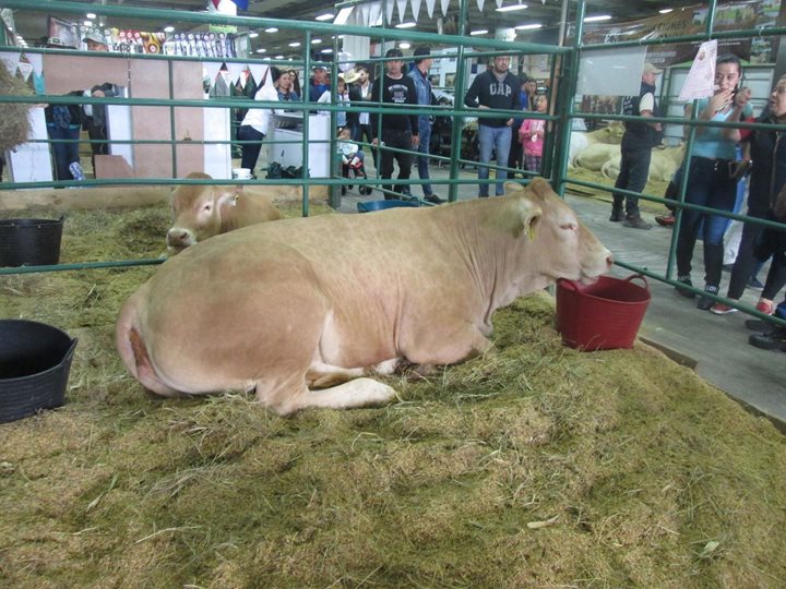 ICA-AGROEXPO2025.jpeg
