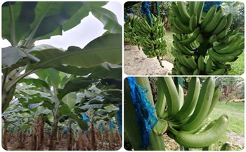 Ingreso  de materiales promisorios resistentes a Fusarium 