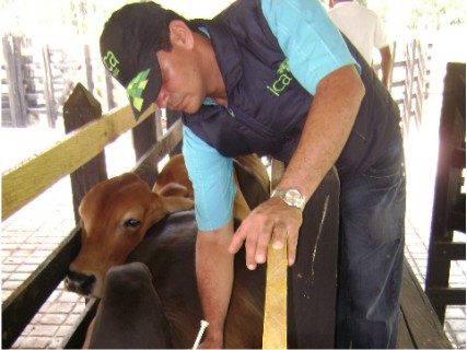 Ganaderos a vacunar sus animales contra fiebre aftosa y brucelosis bovina