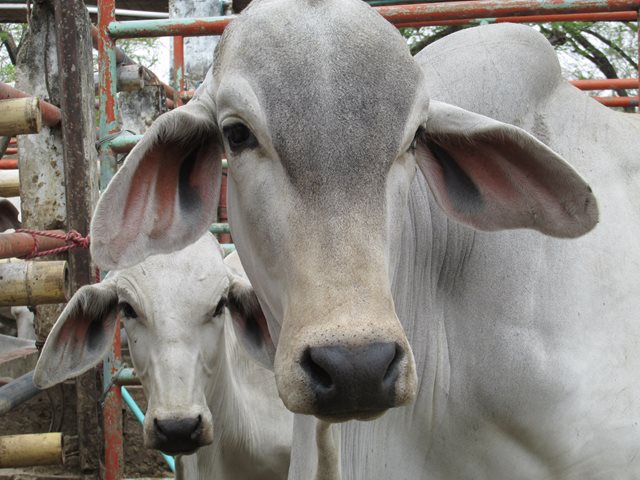 Predio afectado por fiebre aftosa en el Cesar ha cumplido con las recomendaciones del ICA 