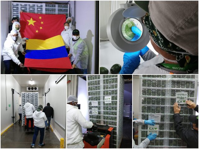 Hoy zarpa primer cargamento de aguacate Hass colombiano hacia China  