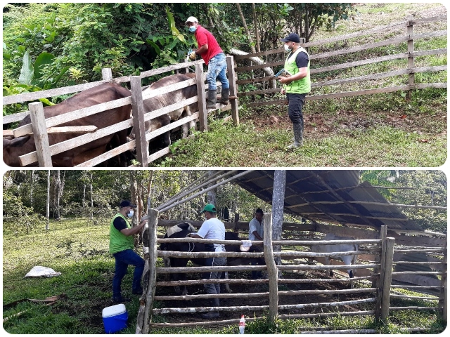 Avanza el segundo ciclo de vacunación bovina y bufalina en Amazonas 