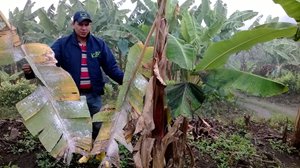 Quindio_platano2.jpg