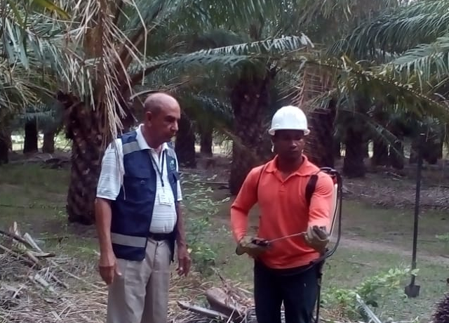 Predios palmeros de La Guajira bajo estricta vigilancia fitosanitaria