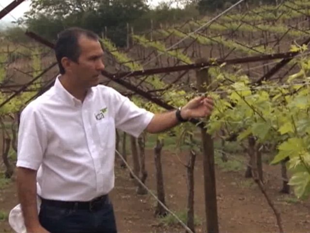 MinAgricultura e ICA logran admisibilidad en tiempo récord de 100 mil esquejes de uva sin semilla
