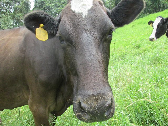 Vacunación obligatoria contra la rabia silvestre en el Caquetá