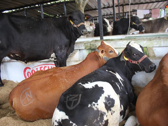 El ICA modifica algunos requisitos para la movilización interna de animales 
