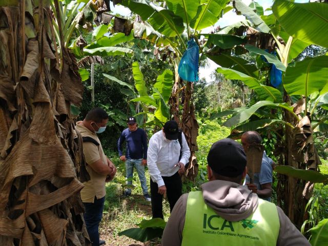 Vigilancia e inspección a cultivos plátano