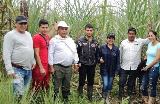 Productores del Putumayo sustituyen cultivos y siembran caña panelera