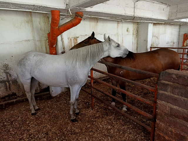  El ICA inició el primer curso regional para evaluar el bienestar animal en la especie équida