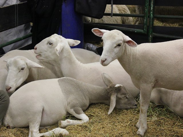 Productores de ovinos podrán importar semen y embriones procedentes de Argentina 