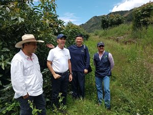 Aguacate-2.jpg