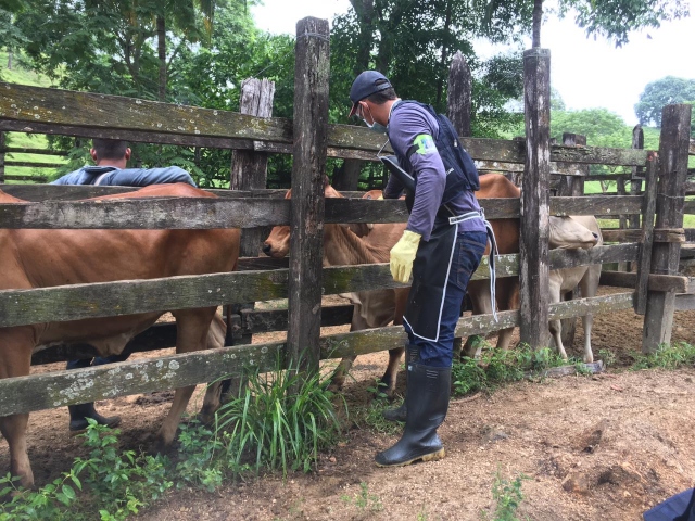 Vacunación aftosa zona de frontera con Venezuela