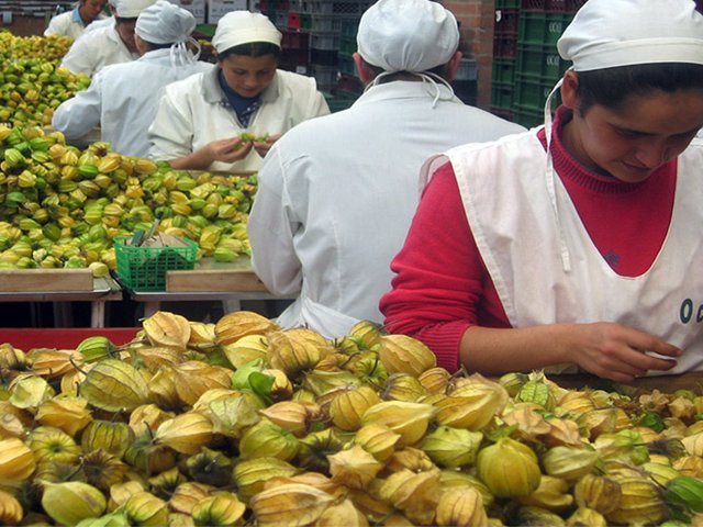 La  uchuva de Villa de Leyva le apunta a los mercados de Estados Unidos y Europa