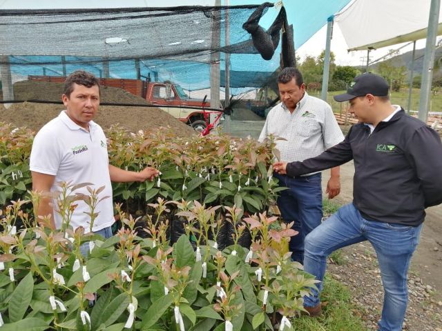 El ICA inspecciona viveros de frutales registrados, en el Huila