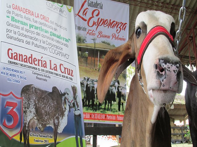 El ICA certificó 2 predios en BPG  en el Putumayo
