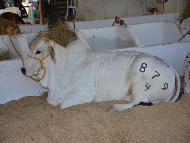 Inició recepción de animales para feria Agroexpo Caribe 2016
