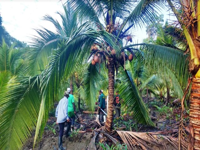 Para aumentar productividad, cultivadores de  coco deben mejorar su agronomía 