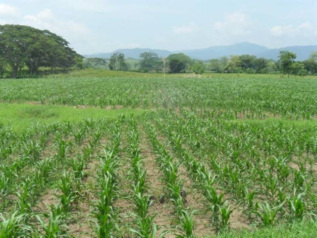 El ICA verifica el cumplimiento de requisitos en la calidad de  semilla de maíz comercializada en el Tolima