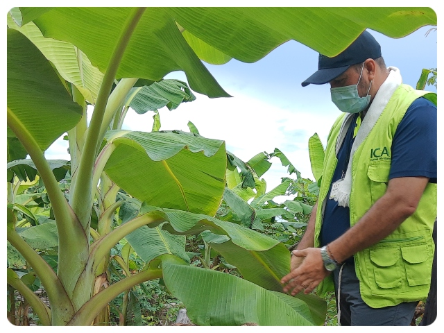 El ICA en Guainía acompaña a los productores de la zona fronteriza