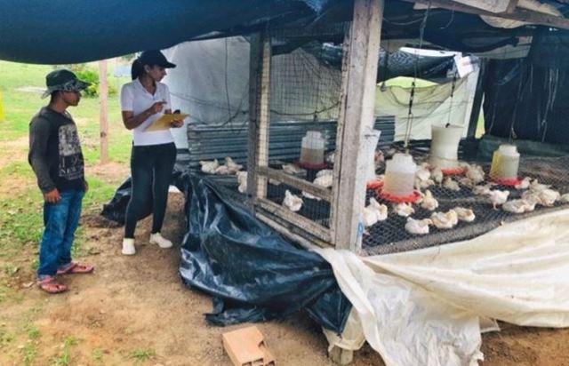Los productores avícolas de Puerto Carreño están más cerca de certificar sus predios en el ICA