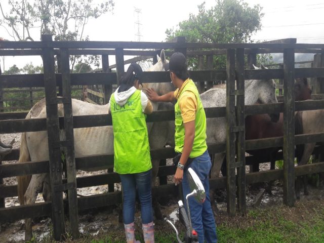 En el Putumayo, el ICA realiza vacunación contra la Encefalitis Equina Venezolana