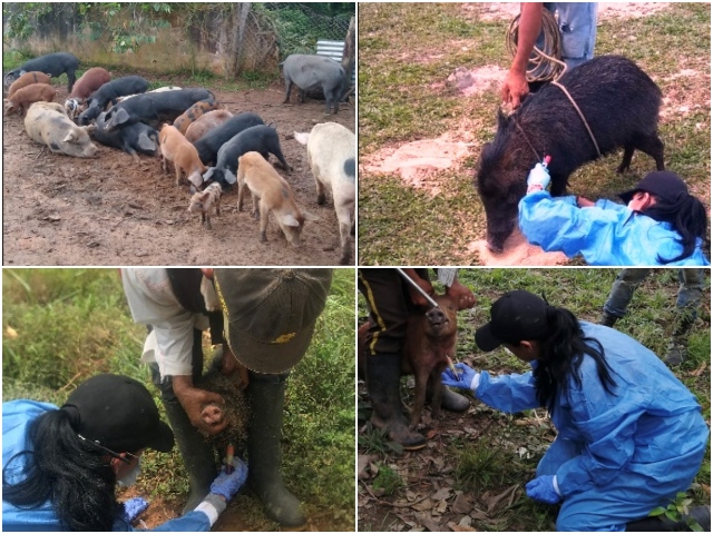 El ICA realiza actividades de vigilancia activa en porcinos silvestres y asilvestrados 