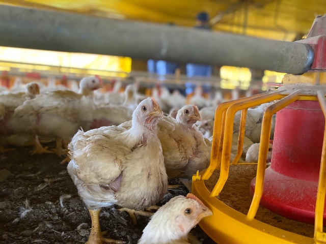 Japón levanta suspensión: Colombia podrá exportar carne de pollo nuevamente al país asiático