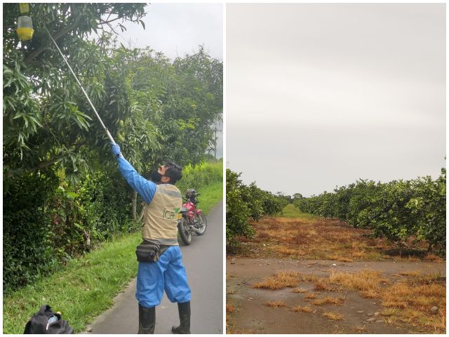 Cultivos de frutales y traspatio en el Meta con vigilancia del ICA 
