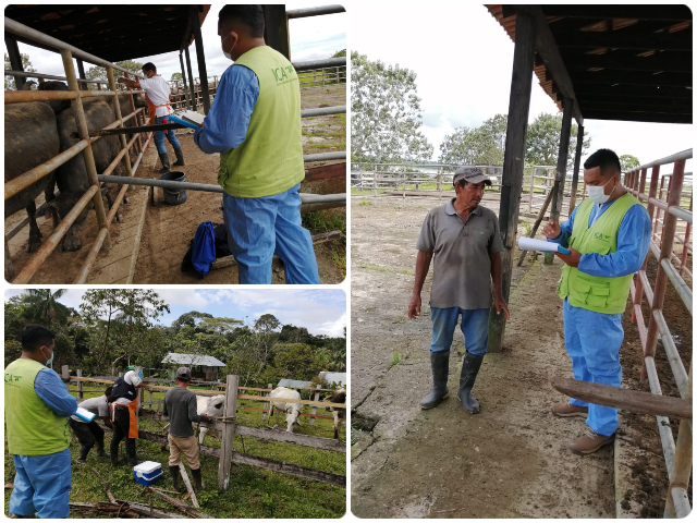 Para mantener el estatus sanitario, el ICA realiza supervisión al I ciclo de vacunación 2020 contra la fiebre aftosa en el Amazonas