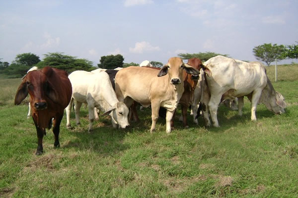 García Rovira, primera provincia del país declarada libre de brucelosis bovina