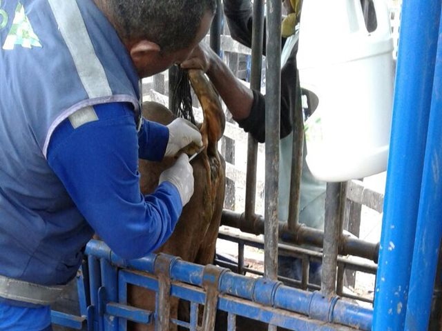 El ICA realiza la supervisión de la cuarentena de bovinos del primer embarque de ganado en pie a Egipto
