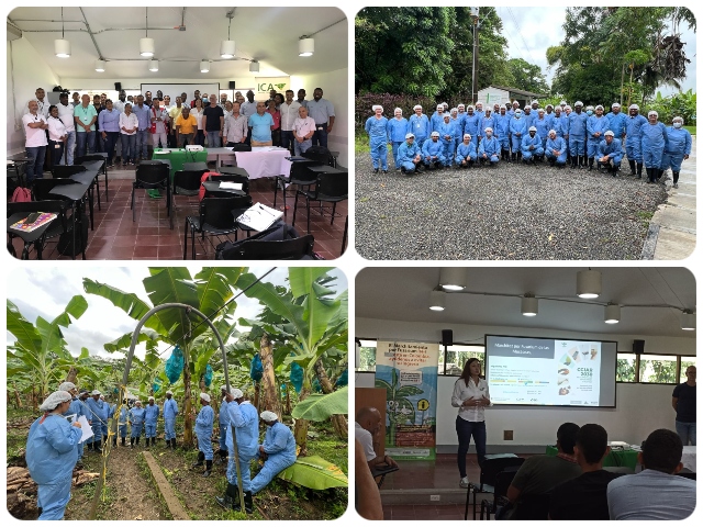  ICA y Alianza Bioversity International-CIAT concluyeron el Taller de Fortalecimiento de Capacidades en Vigilancia Fitosanitaria de la Marchitez por Fusarium Raza 4 Tropical