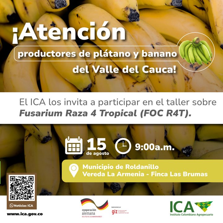 FOCR4TALLER.jpg