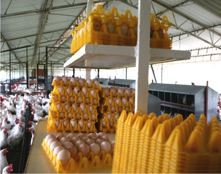 Granjas avícolas colombianas certificadas para exportar sus productos hacia Venezuela