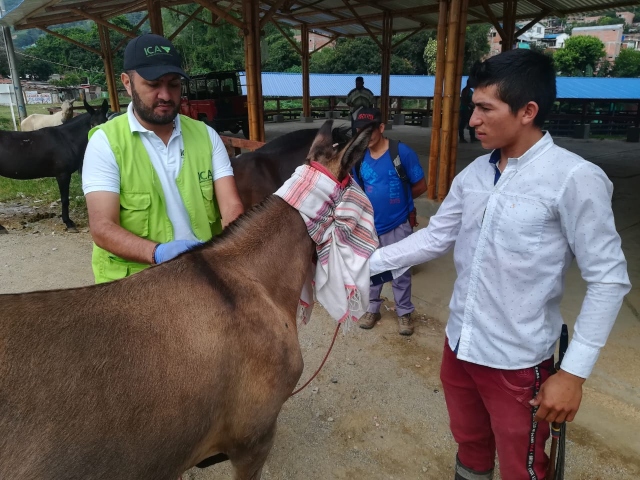 Jornada de vacunación contra Encefalitis Equina Venezolana, en el Tolima 