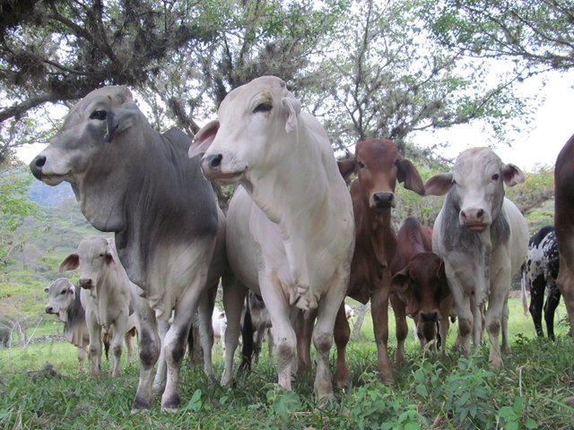 Señor Ganadero, actualice su inventario de animales ante el ICA