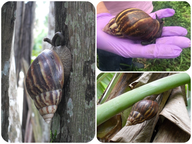 Vigilancia del caracol gigante africano en sistemas productivos agrícolas en  Cundinamarca