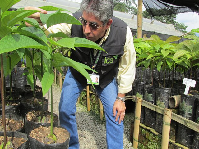 Viveros de especies ornamentales deben ser registrados ante el ICA