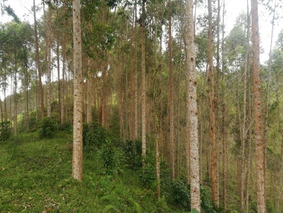 El ICA supervisa la legalidad en los cultivos forestales en el departamento de Caldas 