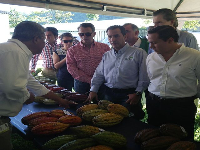 Corpoica lanza los primeros dos clones de cacao con registro en Colombia