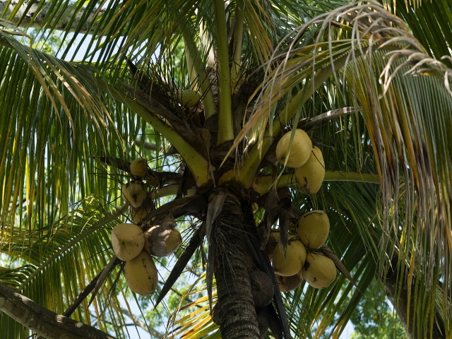 Cultivo de cocos colombianos 