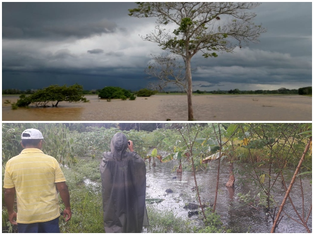Con inspección y vigilancia fitosanitaria, el ICA mantiene la producción y sanidad en los predios agrícolas del Guainía