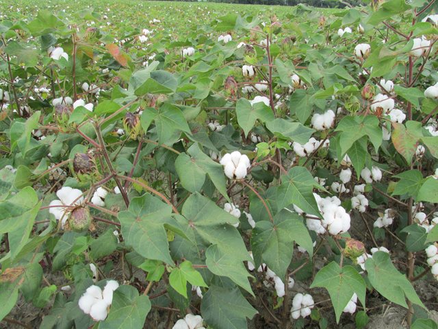 El ICA definió fechas para la producción de algodón en el Huila