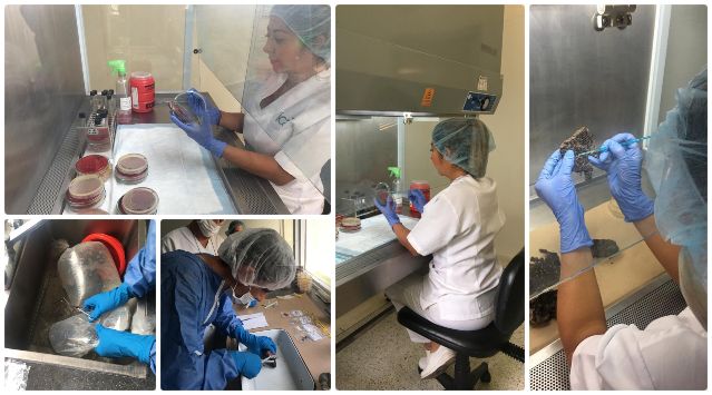 Funcionarios del laboratorio de diagnóstico veterinario del ICA, en el Huila, trabajan por prestar un servicio ejemplar y efectivo